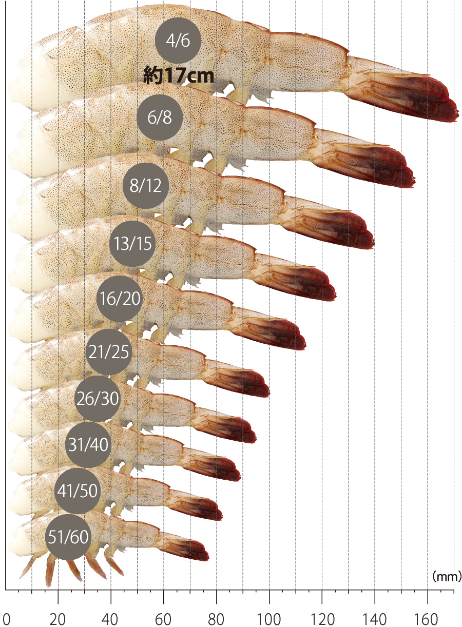 無頭殻付き海老のサイズ表